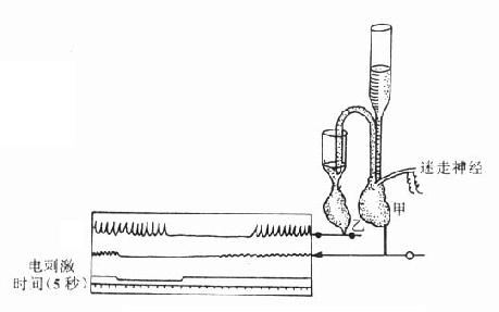 ֤���������˷�ʱ�ͷŵ��ʵ�˫����ʵ��